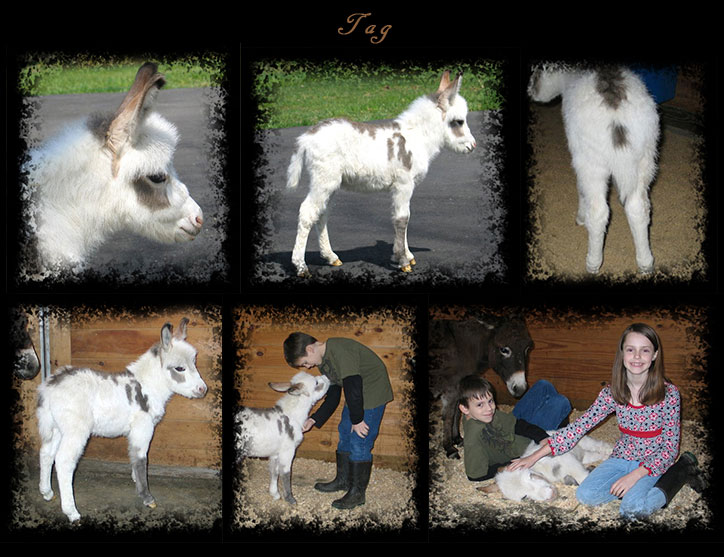 Critter Haven Farm Miniature Donkeys